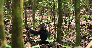 Chimpancés: Tráiler Oficial - Disneynature