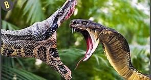 15 De Las Serpientes Más Venenosas Del Mundo