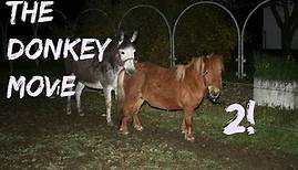 The Donkey movie 2! - Donkey meets his new wife.