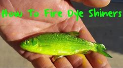The Best Live Bait Ever: How to Fire Dye Golden Shiners