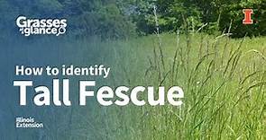 How to Identify Tall Fescue - Grasses at a Glance