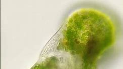 Green Algae |10 Examples of Green Algae | #chlorophyceae #biologyexams4u #greenalgae