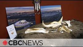 11,000-year-old bison skeleton rejoins Siksika Nation