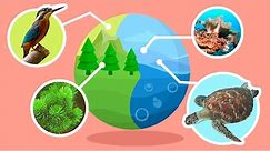 Natural Habitats and Ecosystems - Compilation Video - Science for Kids