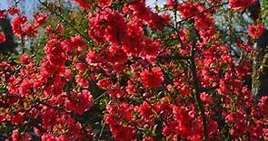 17 plantas con flores rojas - Nombres y Fotos