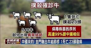 中國來的！金門驗出牛結節疹 1死23發病
