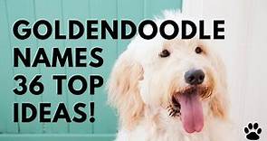 🐕 Goldendoodle Names - 36 CUTE & BEST Ideas [Male & Female] | Names