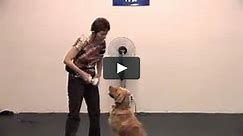 Proofing and Problem Solving Obedience Training