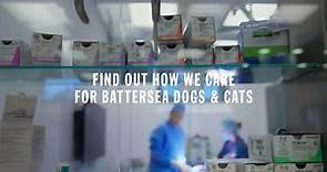 We're all in, for them | How We Care for Battersea Dogs and Cats