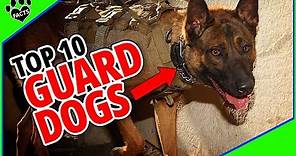 Top 10 Best Guard Dogs to Keep Your Home and Family Safe - Dogs 101