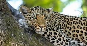 Leopardo y su hábitat - Resumen