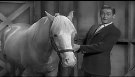 Mister Ed Season 1 Episode 1 (1961) The First Meeting