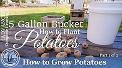 How to Grow Potatoes in a 5 Gallon Bucket (Part 1 of 2)