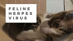 Feline Herpesvirus (FHV) in Cats: Causes, Clinical Signs, Treatment & Prevention