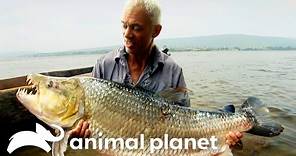 The Biggest Monsters of Season 2 | River Monsters | Animal Planet