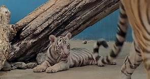 Nace en Cuba el primer tigre de Bengala blanco