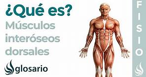 Músculo INTERÓSEOS DORSALES | Qué son, ubicación, origen, inserción, función y lesiones