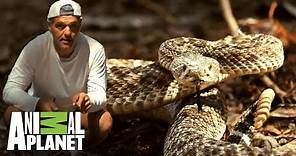 Conoce a la serpiente cascabel diamante occidental | Wild Frank en California | Animal Planet