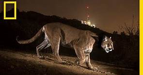 Cougars: From the Mountains to Hollywood | Nat Geo Live