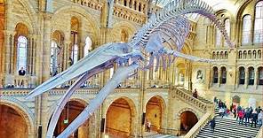 World Most Impressive Natural History Museum, London