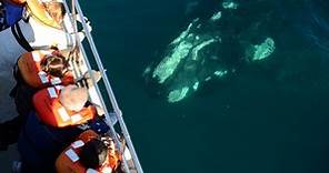 Vacaciones en Puerto Madryn: avistaje de ballenas, nadar con lobos y las mejores excursiones