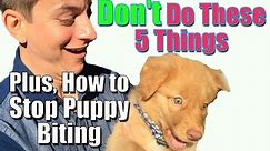 How to Stop Puppy Biting and Don’t Do These 5 Things When Training Your Puppy