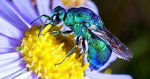 This beautiful wasp is a parasitic killer