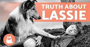 The TRUTH About the First DOG to Play LASSIE 🐶🎬 (Pal)