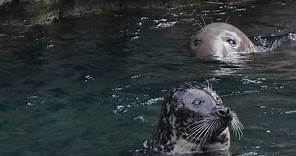 How Are Seals Different from Sea Lions?
