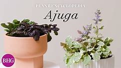 Everything You Need to Know About Ajuga