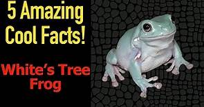 5 Fascinating Facts About White's Tree Frogs