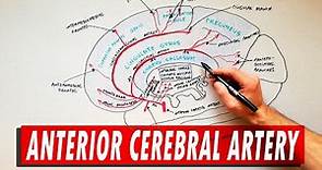 Anterior Cerebral Artery | Anatomy Tutorial