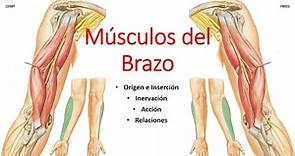 Anatomía - Músculos del Brazo (Origen, Inserción, Inervación, Acción, Relaciones)
