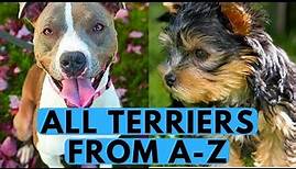 All Terrier Dog Breeds List (from A to Z)