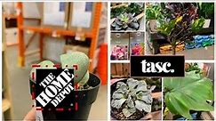 Home Depot Houseplant Finds! 🪴+ Fruit Trees🌳+Grocery Store Plants🌷🌹