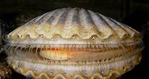 Facts: The Scallop