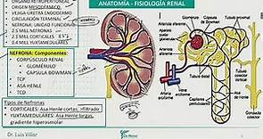 Nefrología - Anatomia Fisiologia renal Glomerulo