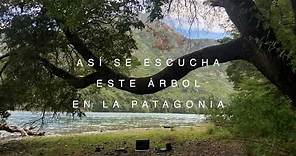 Así se escucha este Árbol en la Patagonia - La Música de los Árboles 🌳