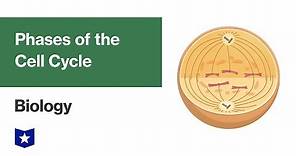 Phases of the Cell Cycle | Biology