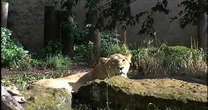 Large Female Asian Lioness (Panthera leo persica)