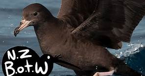 Flesh-footed shearwater - New Zealand Bird of the Week