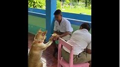 Pet dog patiently sits upright to ask for a taste of schoolboy's noodles
