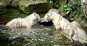 10 Incredible White Tiger Facts