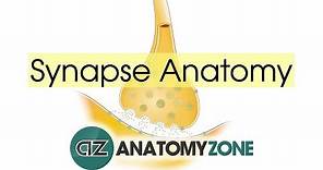 Synapse Structure - Neuroanatomy Basics