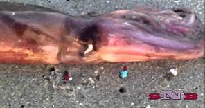 GIANT SQUID WASHES ASHORE in CALIFORNIA news footage