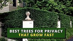 Top 5 Best Trees for Privacy that Grow Fast 🌲🌳