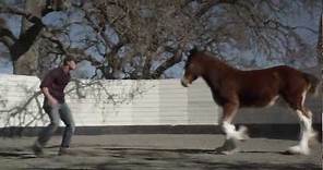 HD Clydesdales 2013 Budweiser Super Bowl Ad — Extended Version of "Brotherhood"
