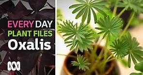 Rare oxalis collection plant tour ☘ | Everyday Gardening | ABC Australia