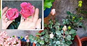 Cómo Cultivar Rosas todo el Año