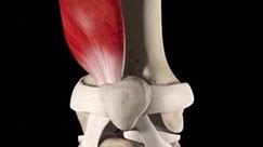 ‼️LUXACION‼️ One of the most common lesions in the knee is patella luxation, here is one of the forms that can luxate through trauma. Follow us if you like the anatomy!❤️ Great post by:- @fisioteduca #phyaiocity | Physio City